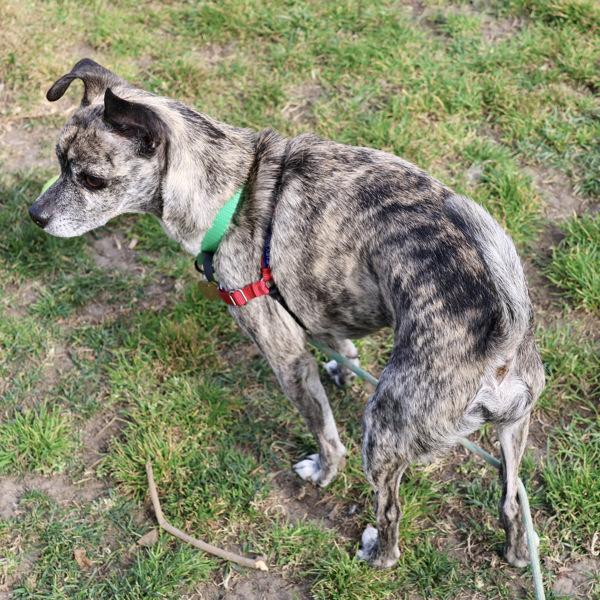 Pepito — thumbnail 3