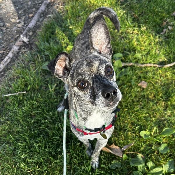 Pepito — thumbnail 5