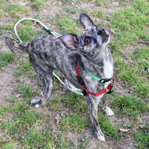 Pepito — thumbnail 6