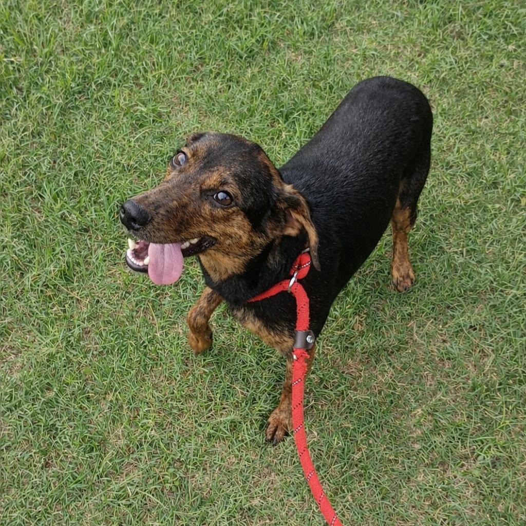 Stella Mae, Adoptable, Adult Female Retriever.