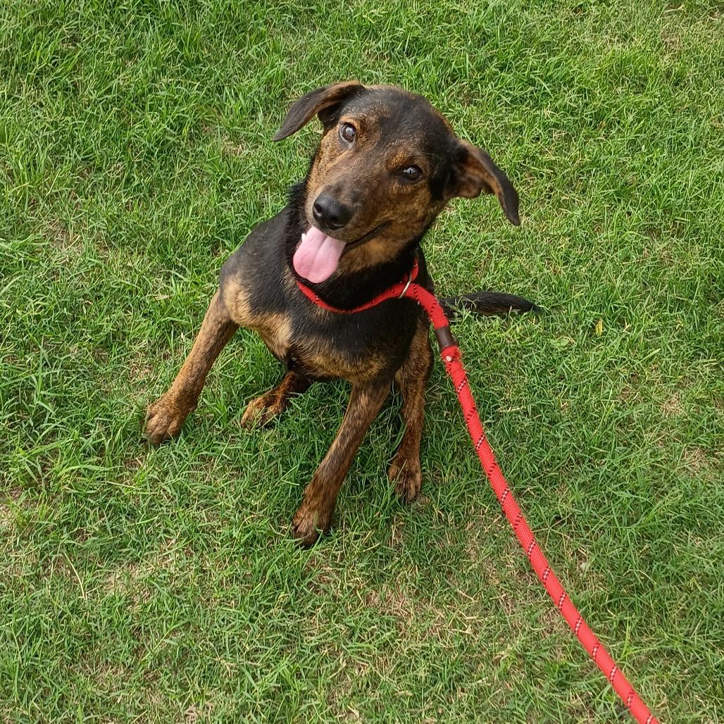 Enlarge Stella Mae, a Adoptable Retriever in Brooklyn, NY image 2/3