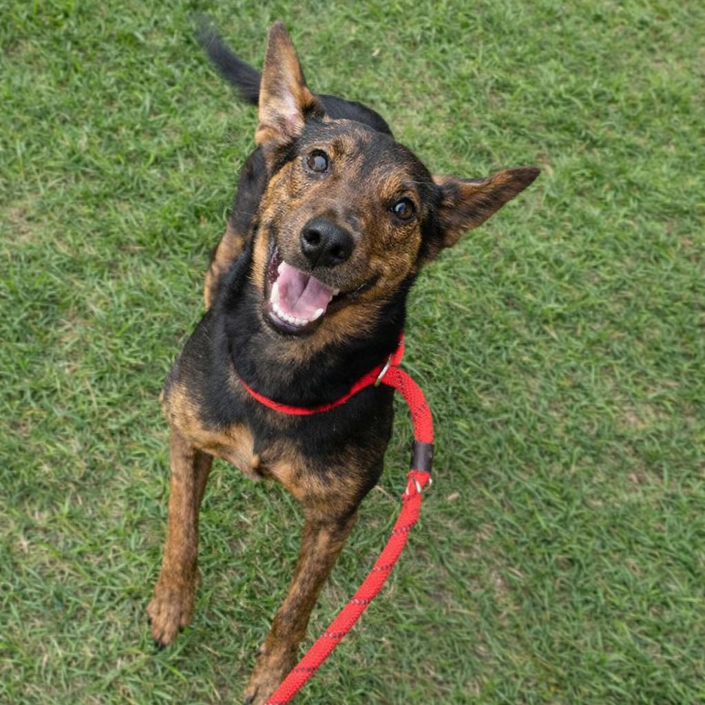 Enlarge Stella Mae, a Adoptable Retriever in Brooklyn, NY image 3/3