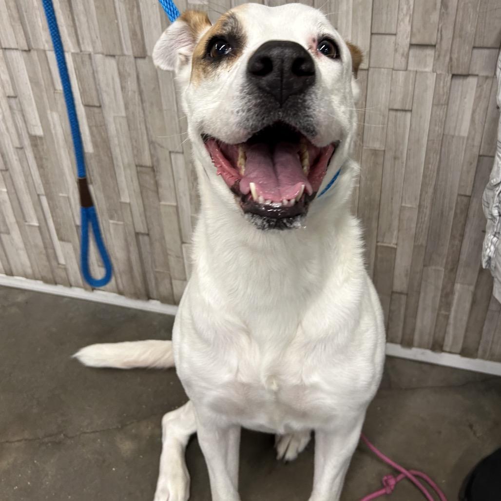 Enlarge Boomer, a Adoptable mixed breed in Clearwater, FL image 1/2