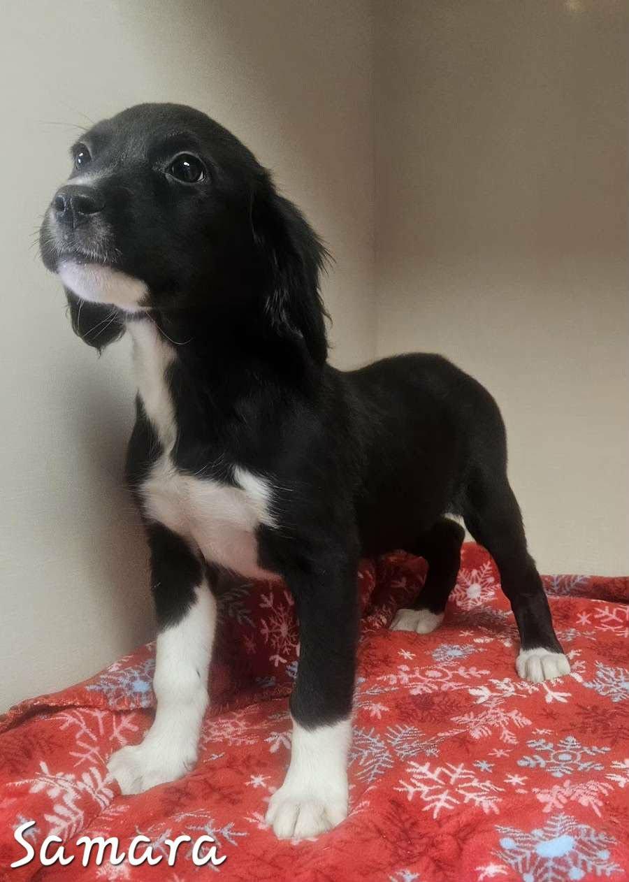 Samara, adopted, Puppy Female Dalmatian & Labrador Retriever.