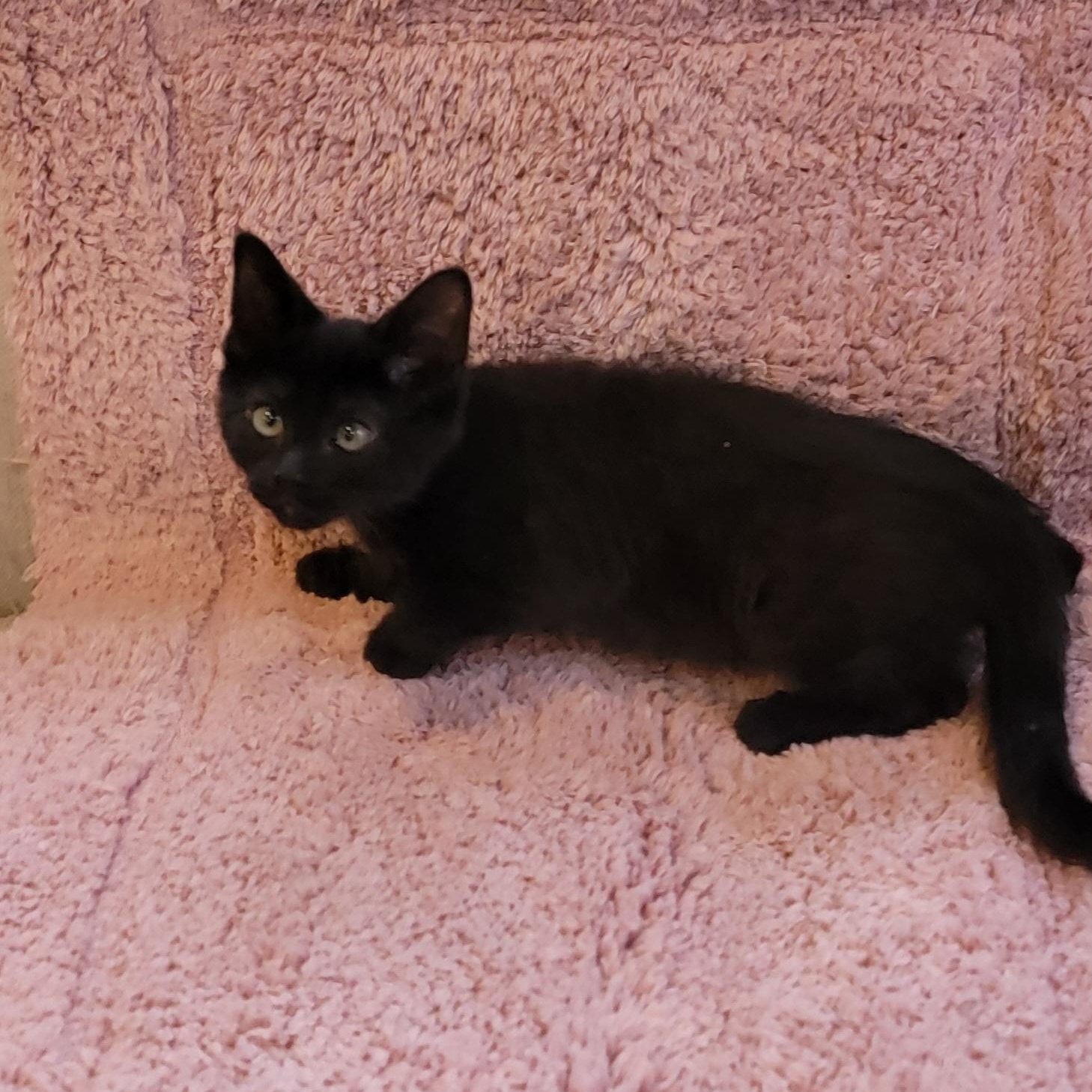 Enlarge Jelly Roll, a Adoptable Domestic Short Hair in Wyandotte, MI image 6/6