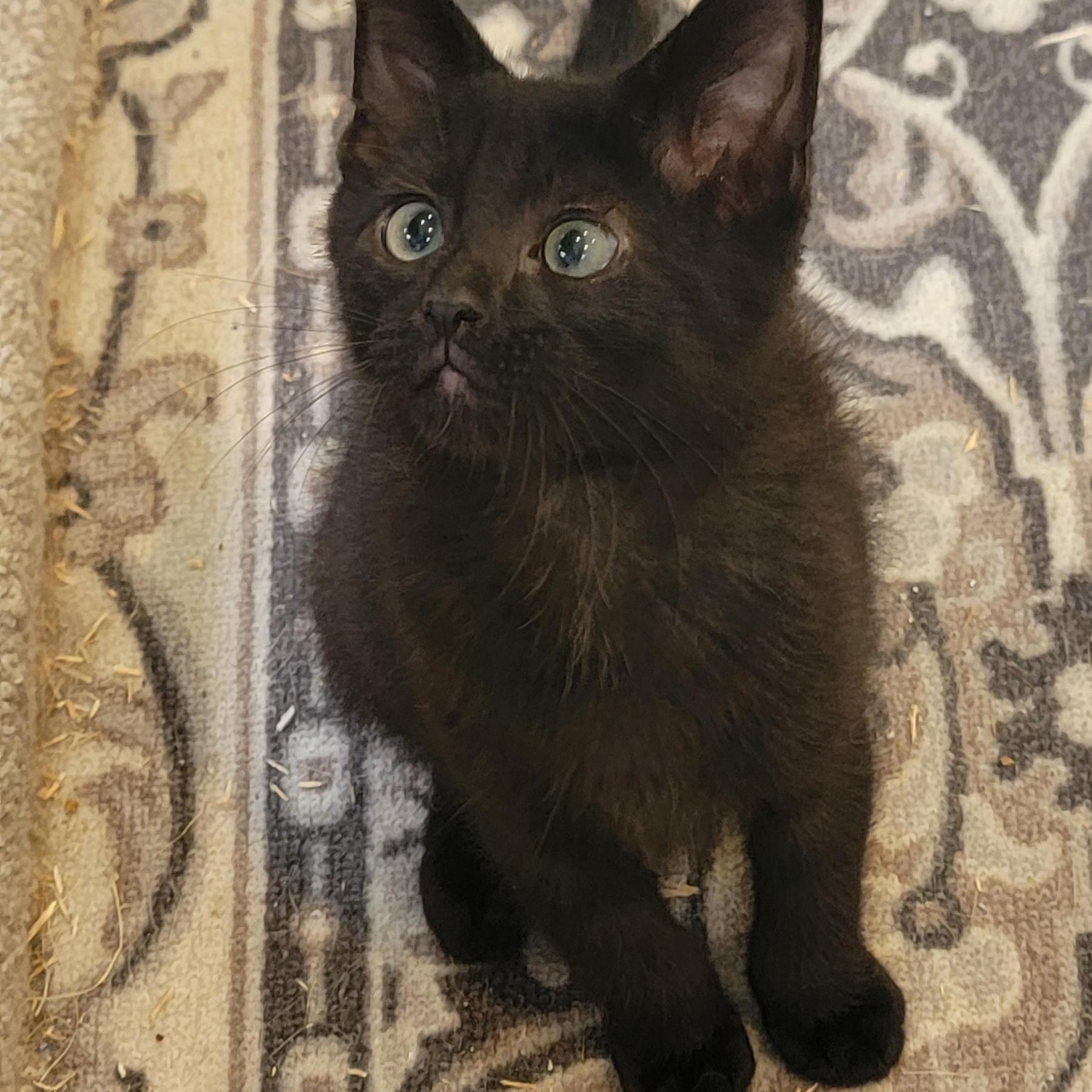 Enlarge Jelly Roll, a Adoptable Domestic Short Hair in Wyandotte, MI image 5/6