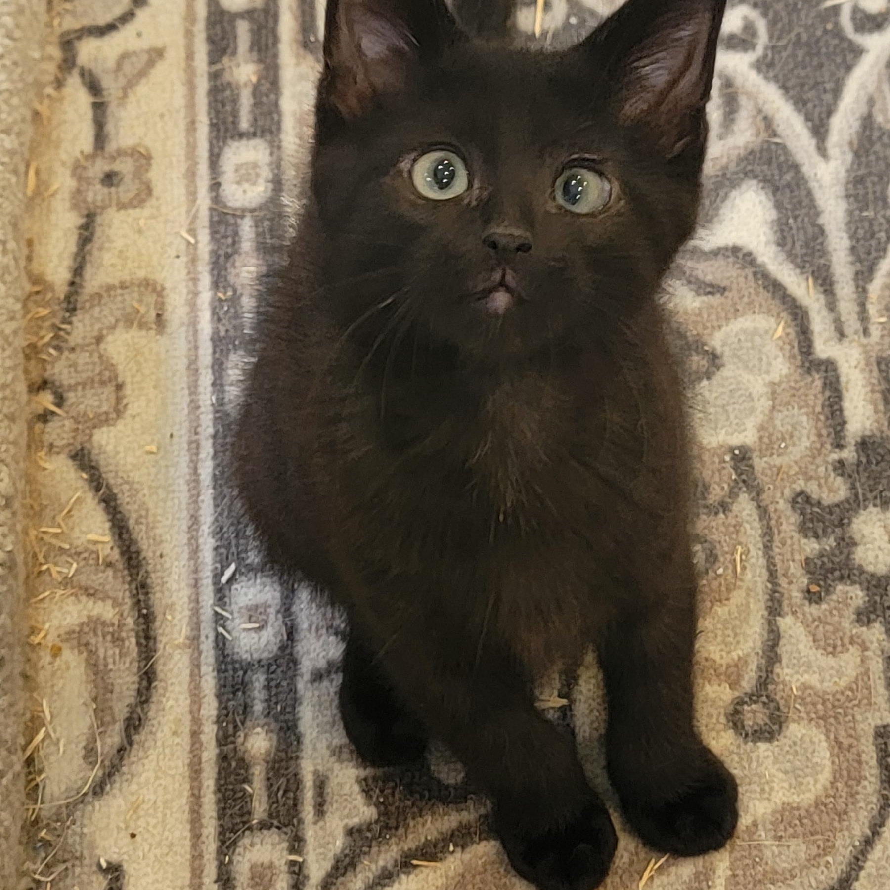 Enlarge Jelly Roll, a Adoptable Domestic Short Hair in Wyandotte, MI image 1/6