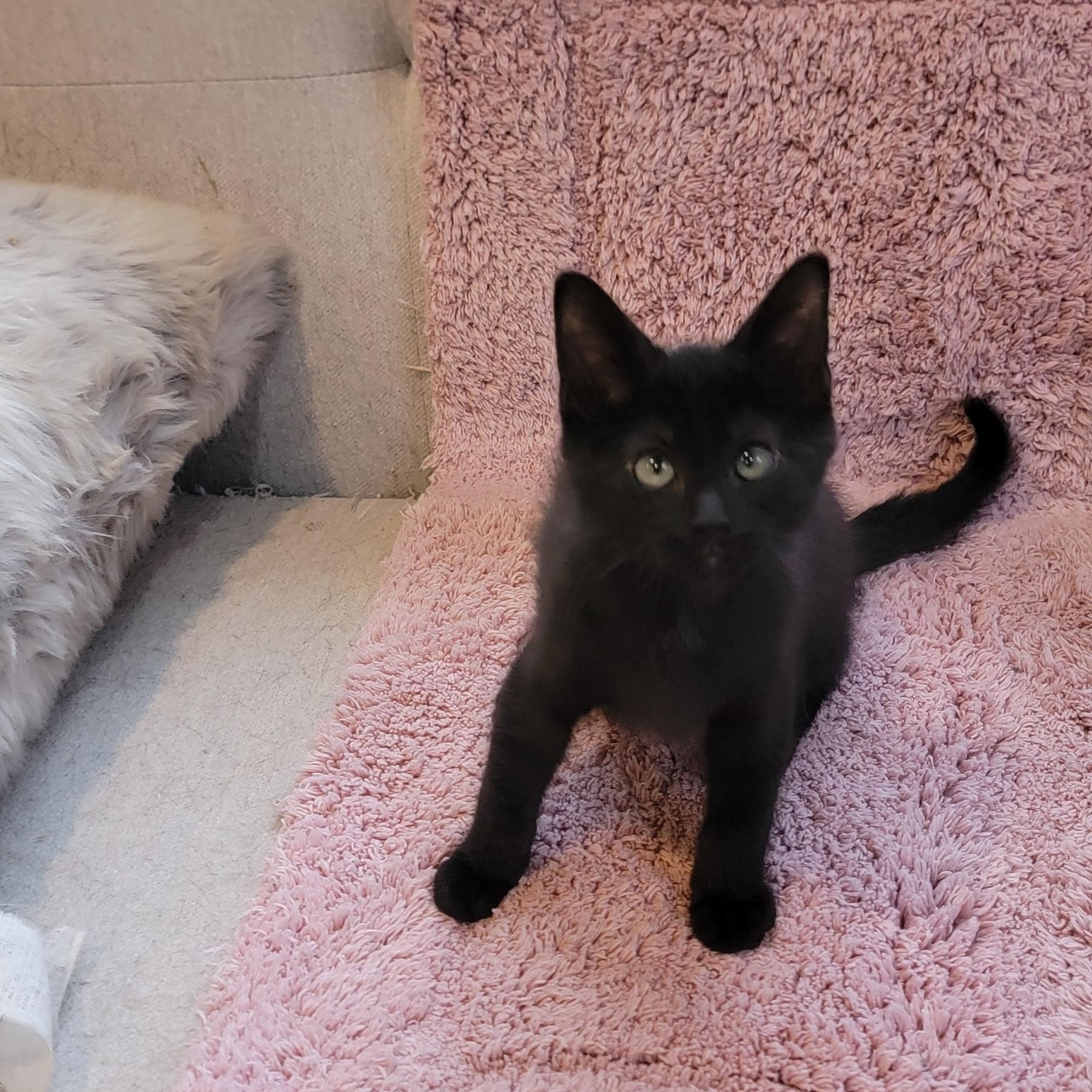 Enlarge Jelly Roll, a Adoptable Domestic Short Hair in Wyandotte, MI image 4/6
