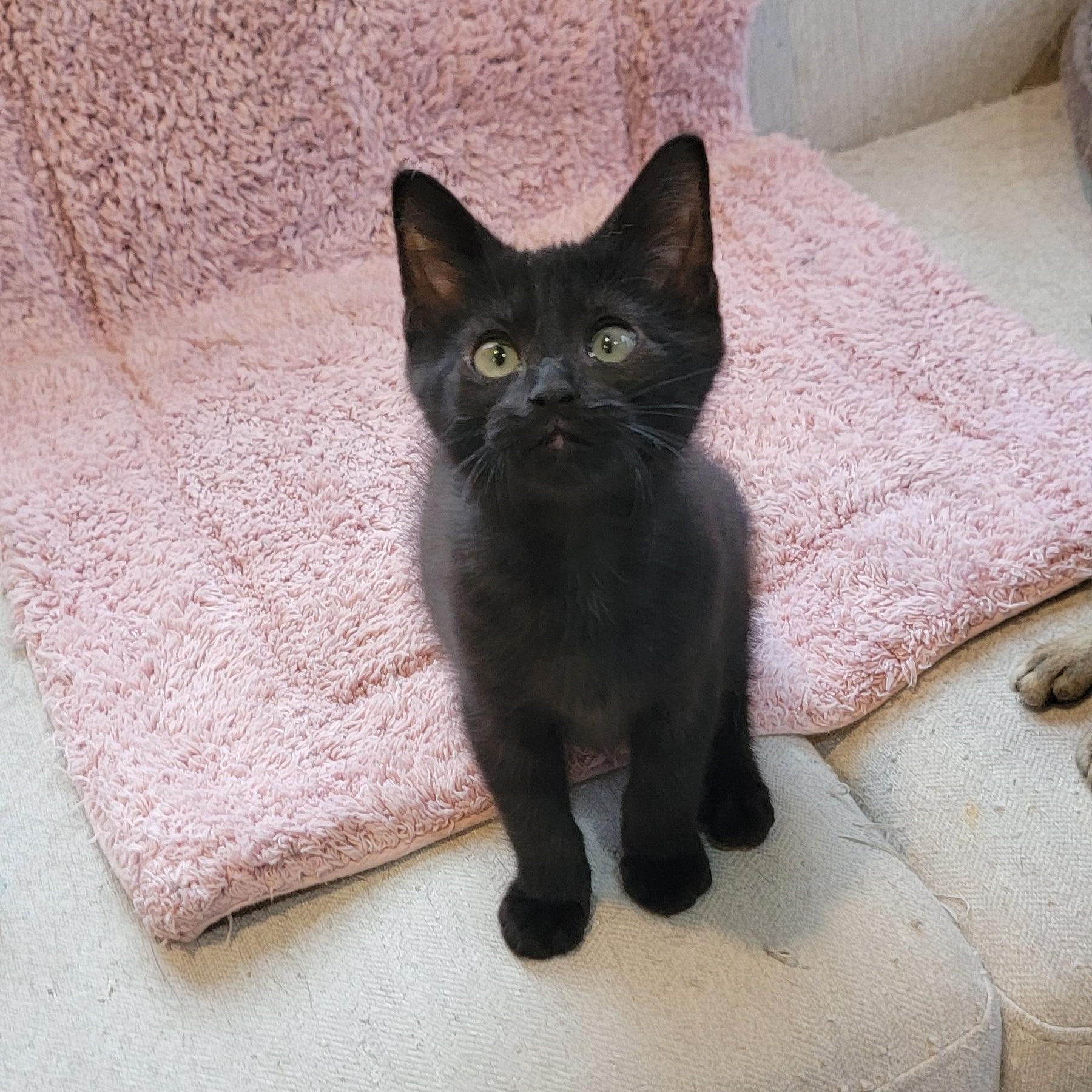 Enlarge Jelly Roll, a Adoptable Domestic Short Hair in Wyandotte, MI image 2/6