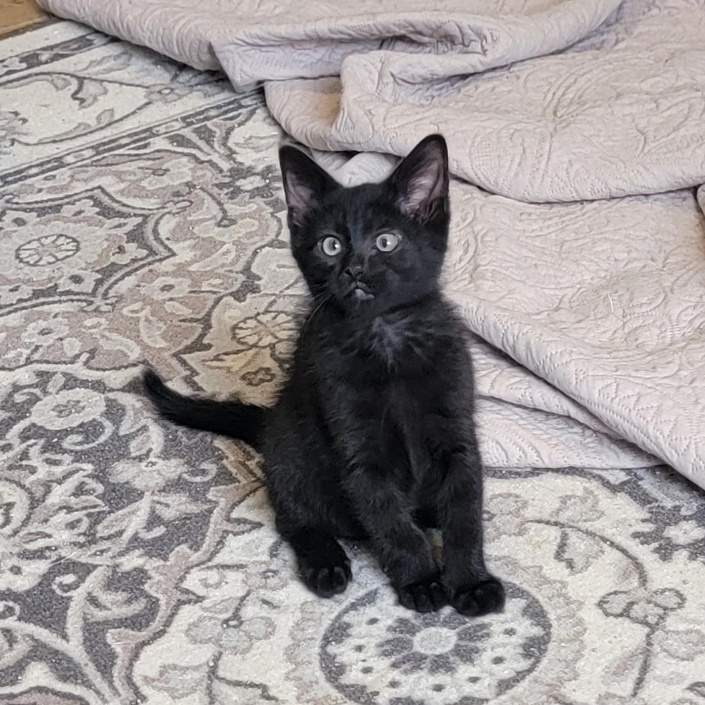 Enlarge Jelly Roll, a Adoptable Domestic Short Hair in Wyandotte, MI image 3/6