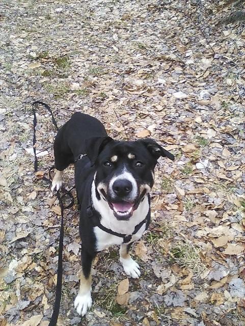 Roxie, a Adopted mixed breed in Cuba, NY image 1/3