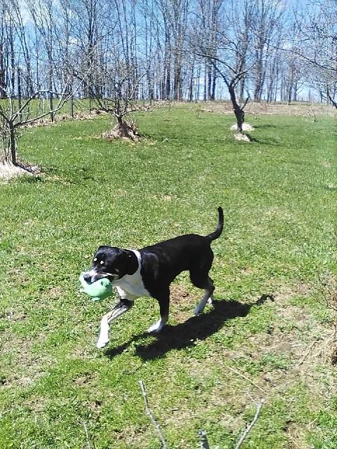 Roxie, a Adopted mixed breed in Cuba, NY image 2/3