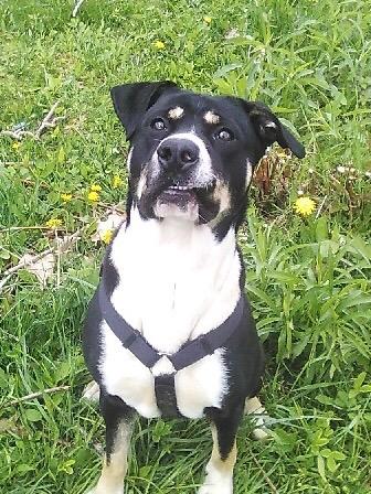 Roxie, a Adopted mixed breed in Cuba, NY image 3/3