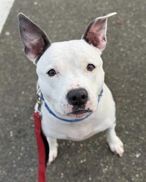 LILA, Adoptable, Adult Female Pit Bull Terrier.