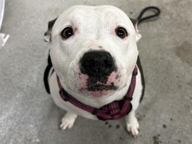 LILA, Adoptable, Adult Female Pit Bull Terrier.