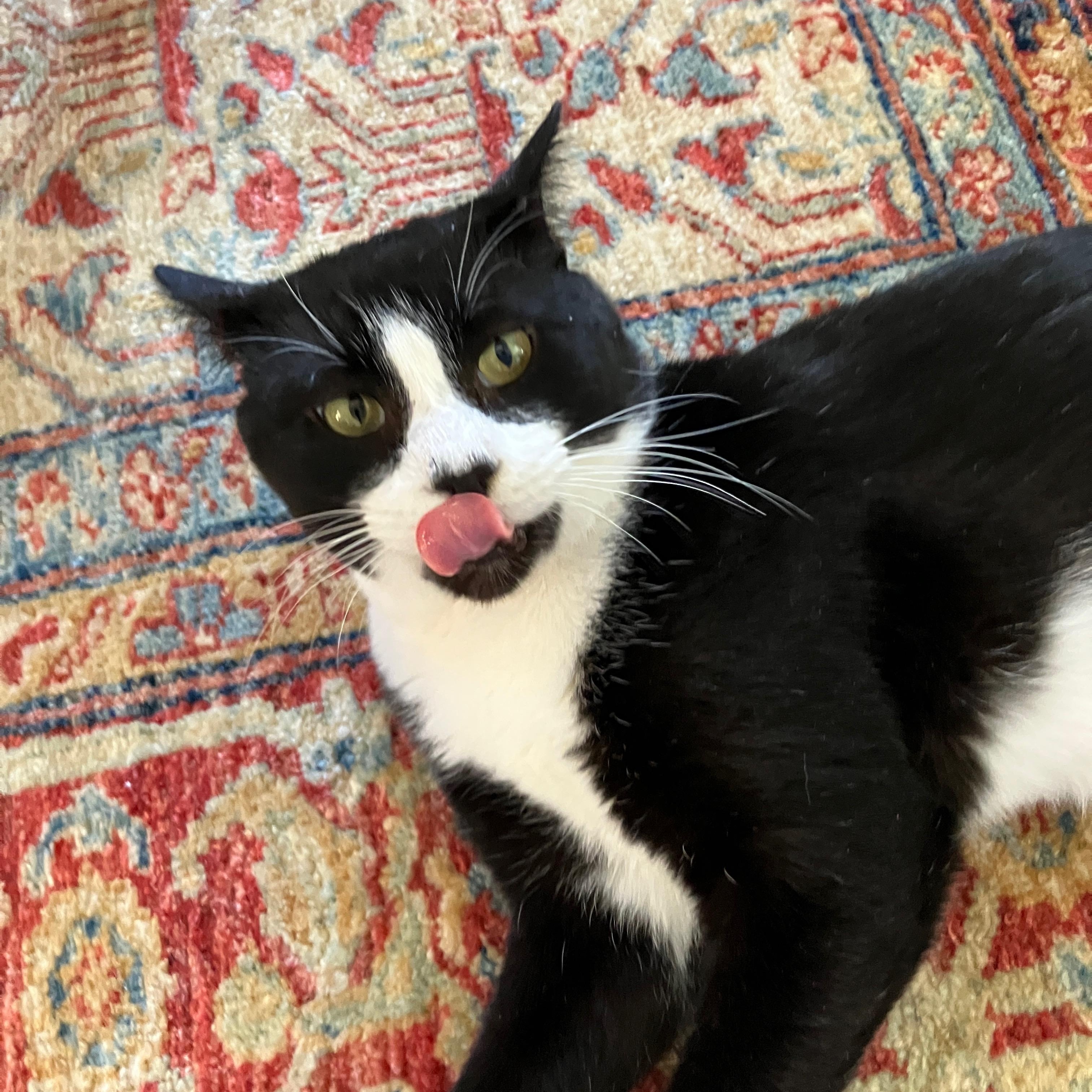 Enlarge Hubert Jones , a Adoptable Domestic Short Hair in Fort Oglethorpe, GA image 3/6