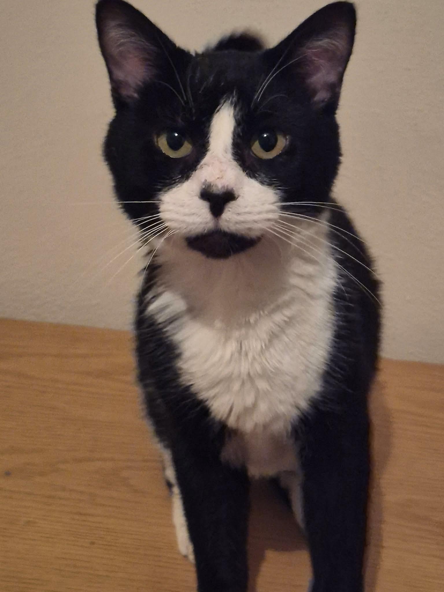 Hubert Jones , Adoptable, Adult Male Domestic Short Hair.