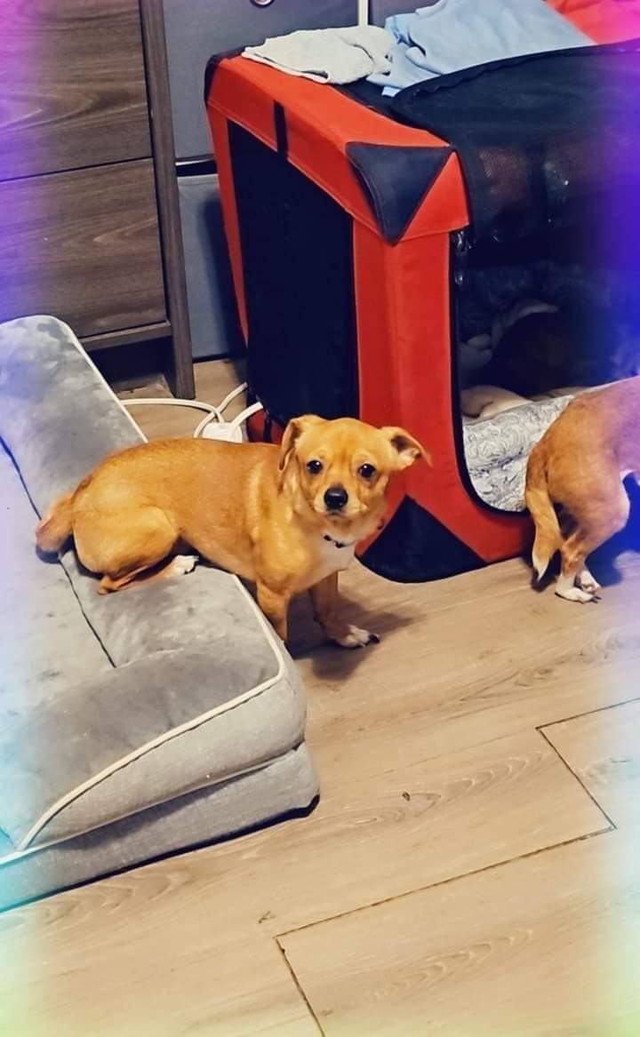 Enlarge Scout, a Adoptable Chihuahua in Branchville, SC image 1/2