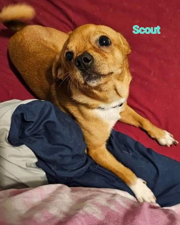 Scout