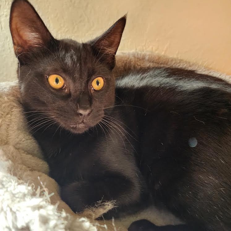 Moises, Adoptable, Kitten Male Bombay.