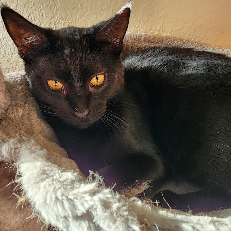 Enlarge Moises, a Adoptable Bombay in Salem, NH image 3/3