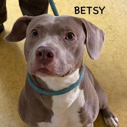 BETSY, adopted, Young Female Pit Bull Terrier.