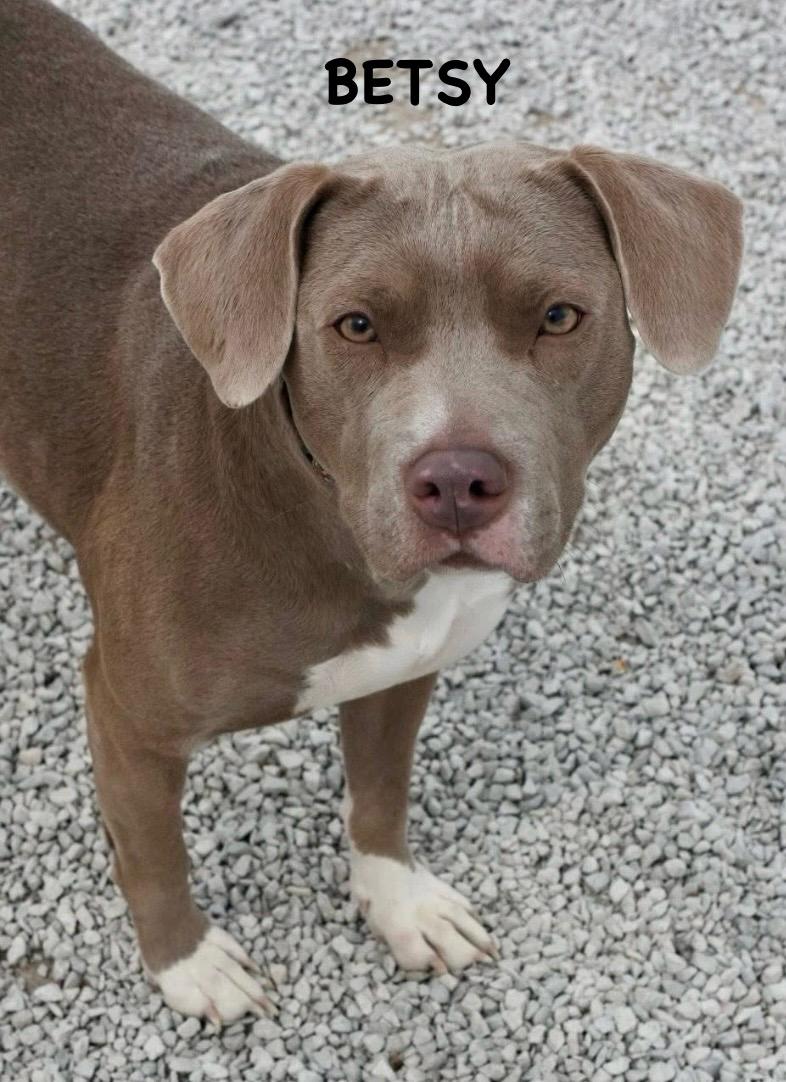 Enlarge BETSY, an adopted mixed breed in Bowling Green, OH image 6/6