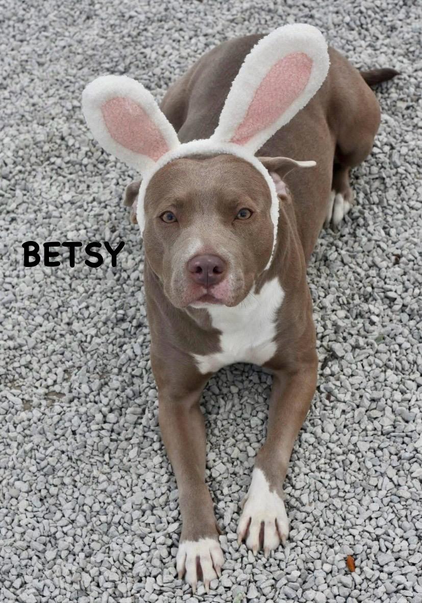 Enlarge BETSY, an adopted mixed breed in Bowling Green, OH image 5/6