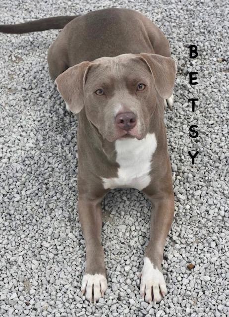 Enlarge BETSY, an adopted mixed breed in Bowling Green, OH image 3/6