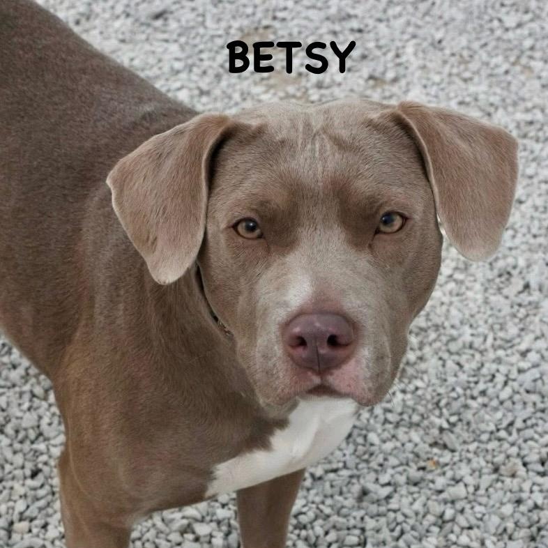 Enlarge BETSY, an adopted mixed breed in Bowling Green, OH image 2/6