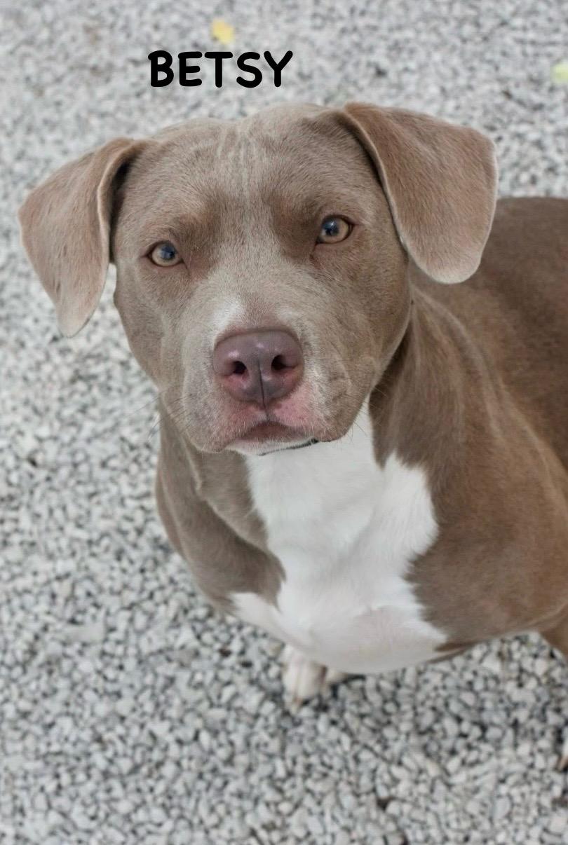 Enlarge BETSY, an adopted mixed breed in Bowling Green, OH image 4/6