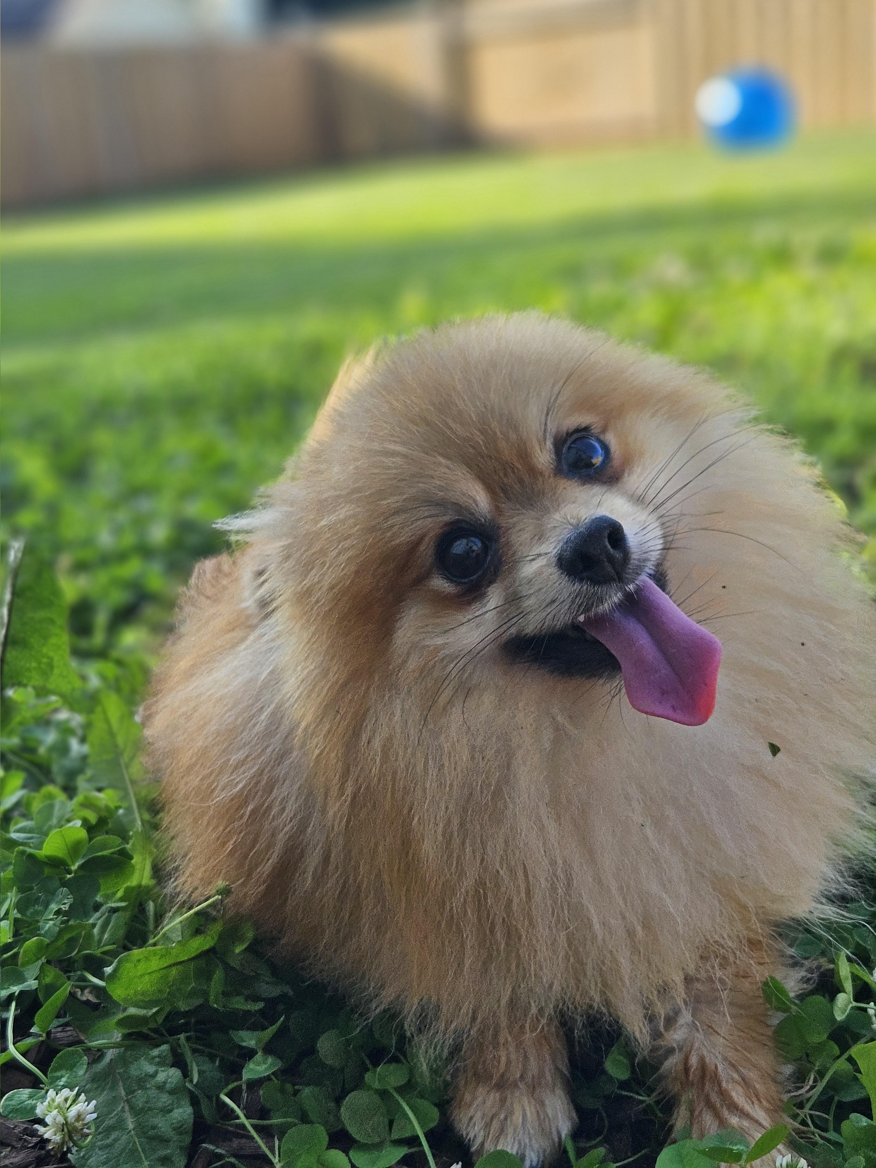 Pumpkin, a Adopted Pomeranian in Ramsey, IN image 1/2
