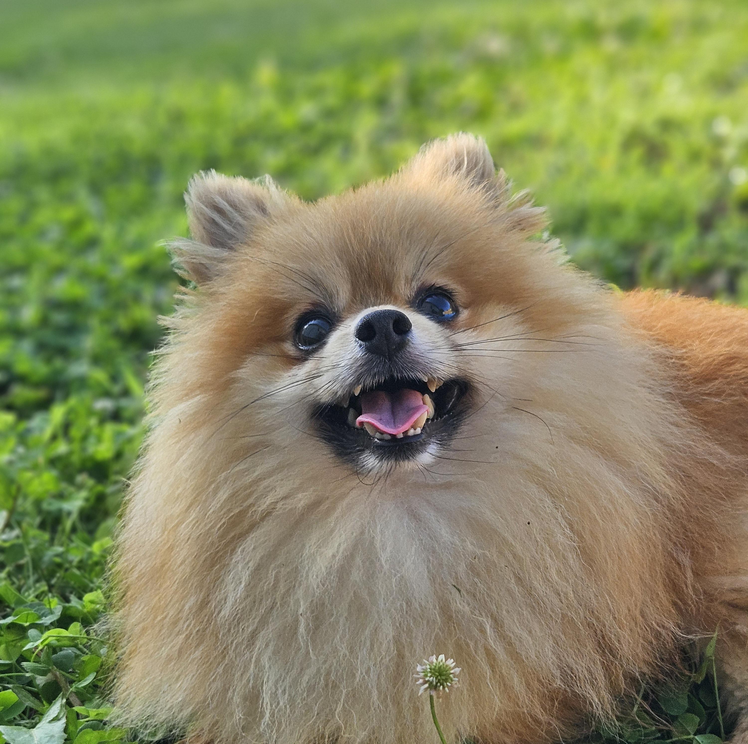 Pumpkin, a Adopted Pomeranian in Ramsey, IN image 2/2