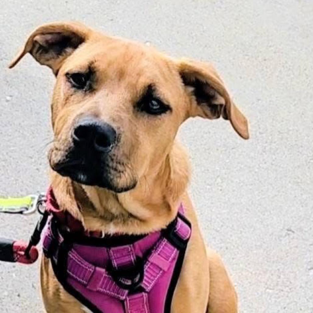 Enlarge Taco *Adoption Pending*, a Adoptable mixed breed in Alexandria, VA image 1/6