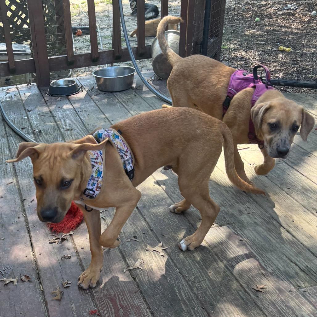 Enlarge Taco *Adoption Pending*, a Adoptable mixed breed in Alexandria, VA image 2/6