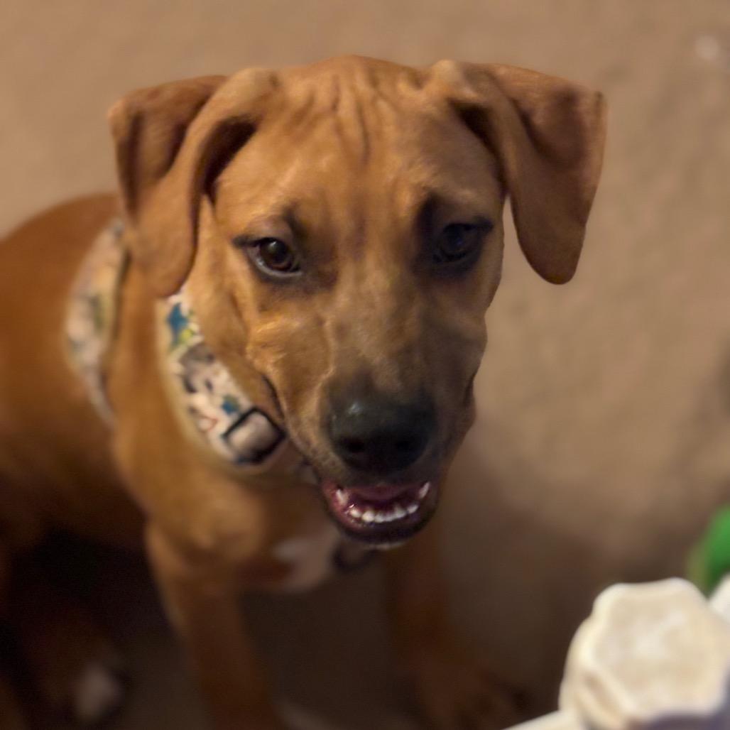 Enlarge Taco *Adoption Pending*, a Adoptable mixed breed in Alexandria, VA image 3/6