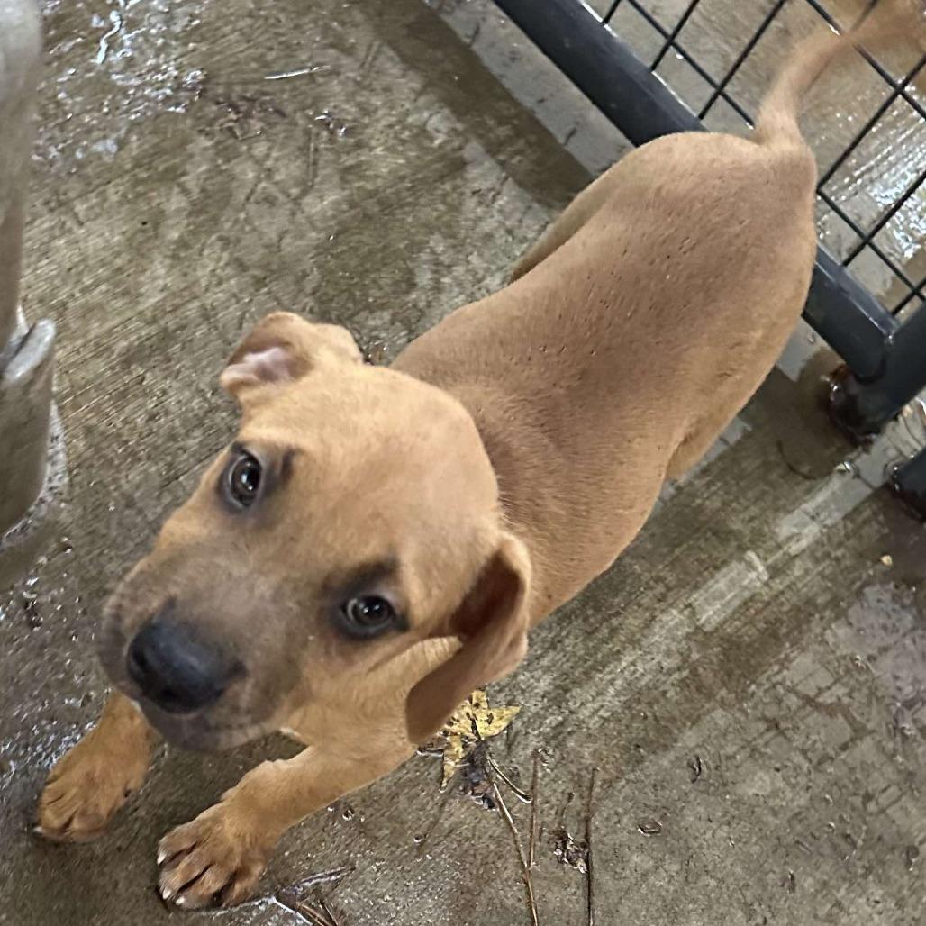 Enlarge Taco *Adoption Pending*, a Adoptable mixed breed in Alexandria, VA image 4/6