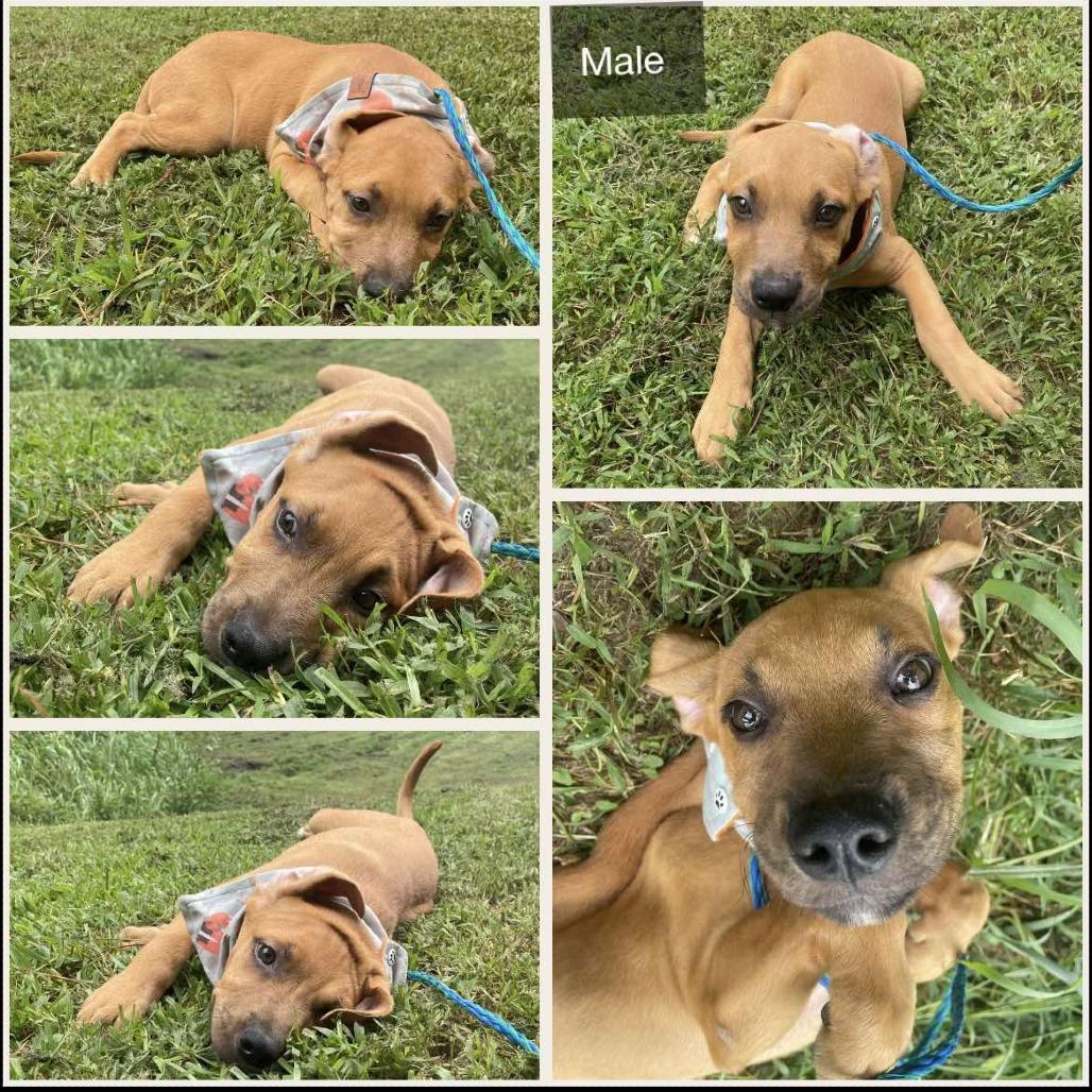 Enlarge Taco *Adoption Pending*, a Adoptable mixed breed in Alexandria, VA image 5/6