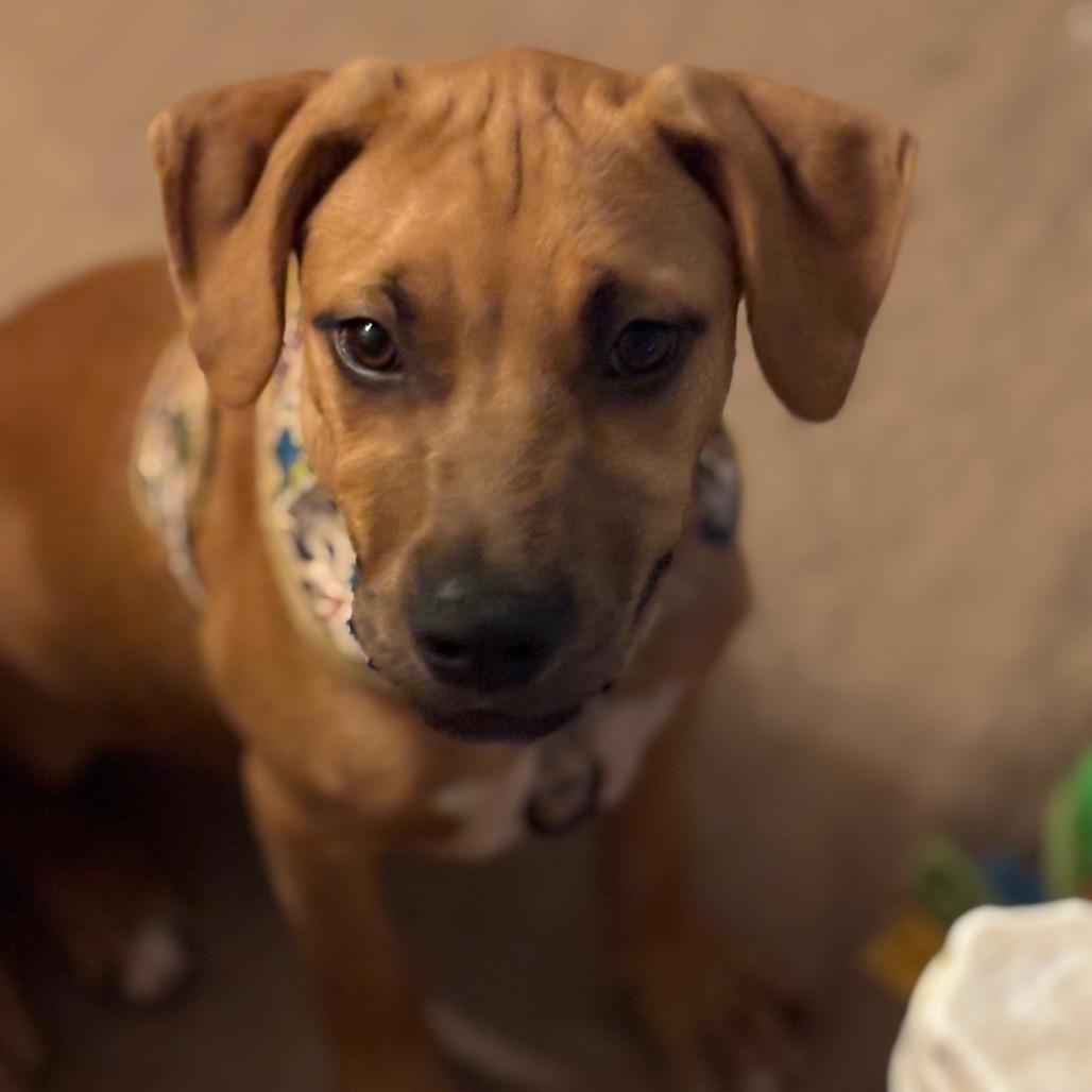 Enlarge Taco *Adoption Pending*, a Adoptable mixed breed in Alexandria, VA image 6/6