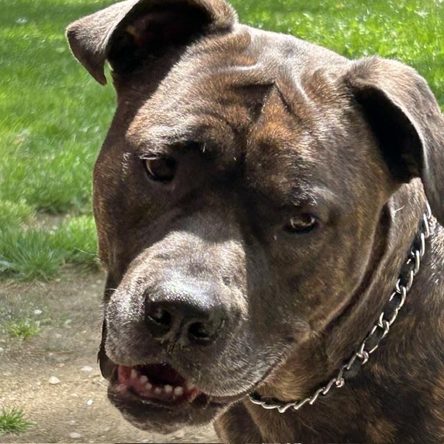 Lucia - Mass. Bridgewater, a ADOPTABLE Bullmastiff in Templeton, MA image 1/6