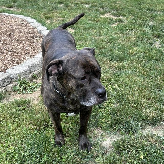 Lucia - Mass. Bridgewater, a ADOPTABLE Bullmastiff in Templeton, MA image 6/6