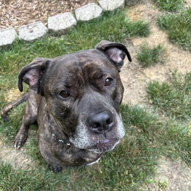 Lucia - Mass. Bridgewater, a ADOPTABLE Bullmastiff in Templeton, MA image 3/6