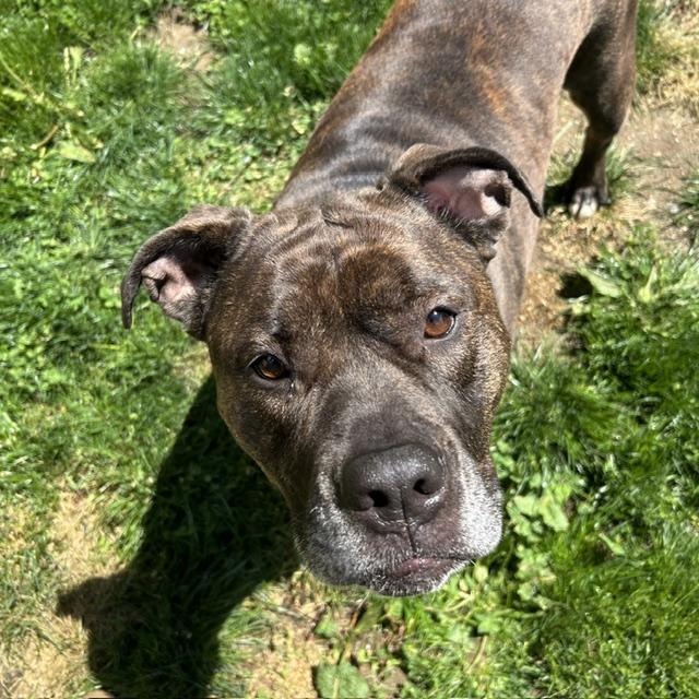 Lucia - Mass. Bridgewater, a ADOPTABLE Bullmastiff in Templeton, MA image 4/6