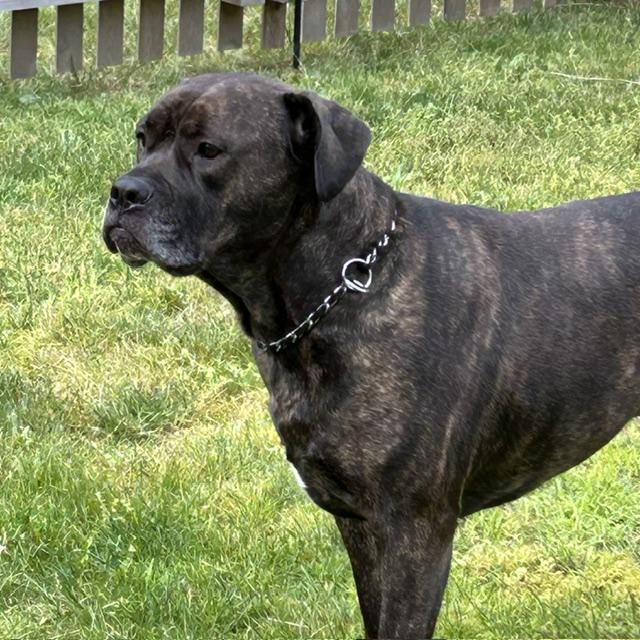 Lucia - Mass. Bridgewater, a ADOPTABLE Bullmastiff in Templeton, MA image 2/6