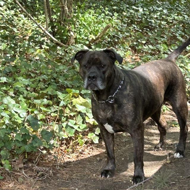 Lucia - Mass. Bridgewater, a ADOPTABLE Bullmastiff in Templeton, MA image 5/6