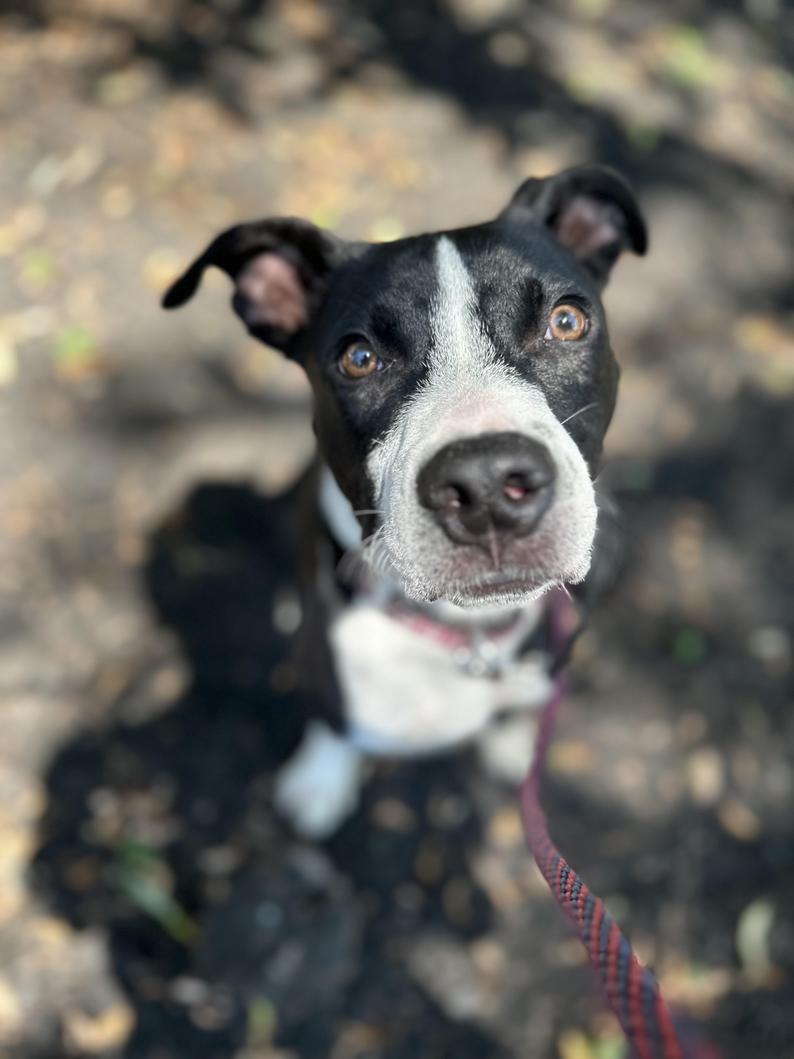 Enlarge Riky, a Adopted mixed breed in Peabody, MA image 1/6