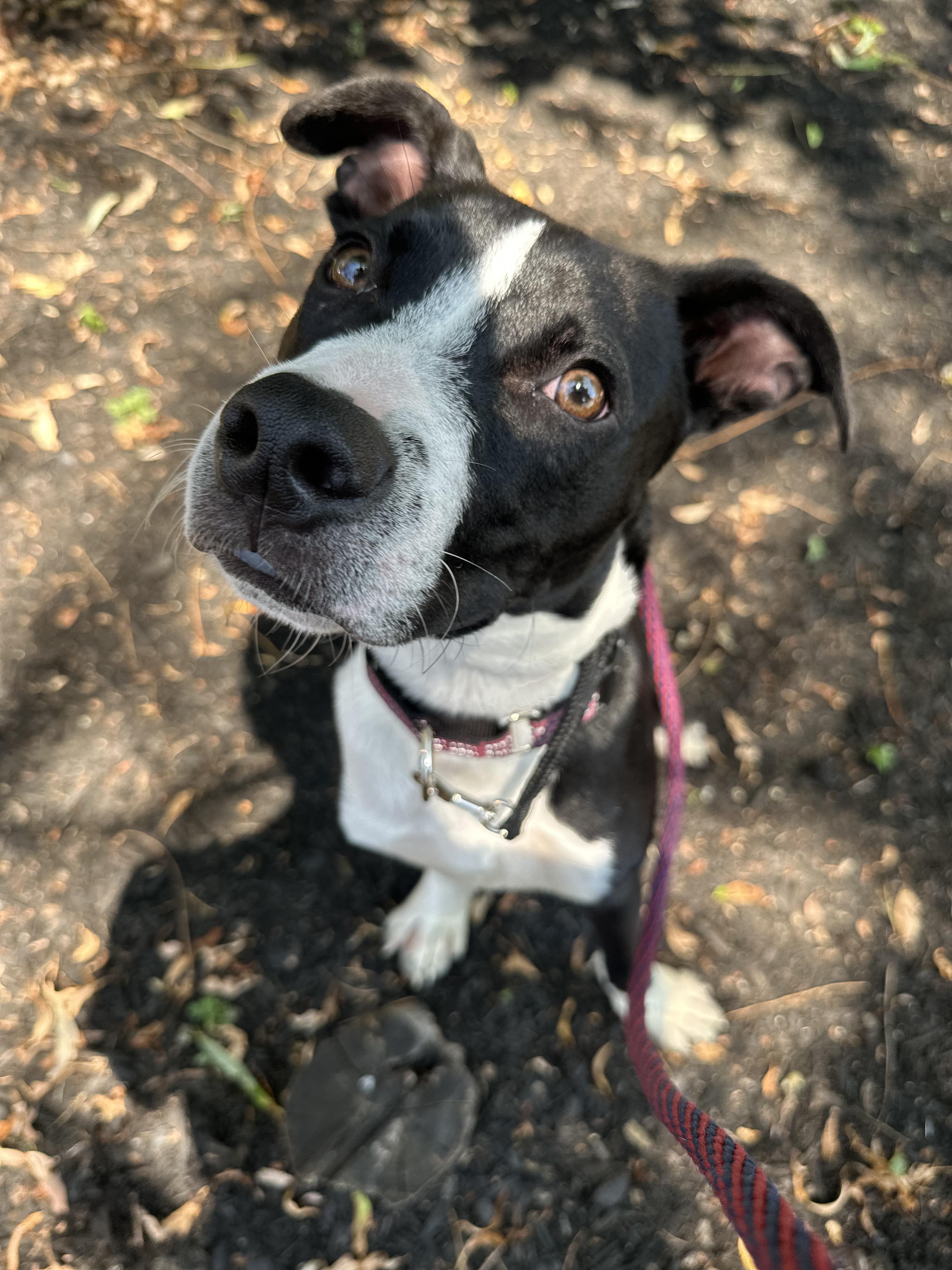 Enlarge Riky, a Adopted mixed breed in Peabody, MA image 5/6