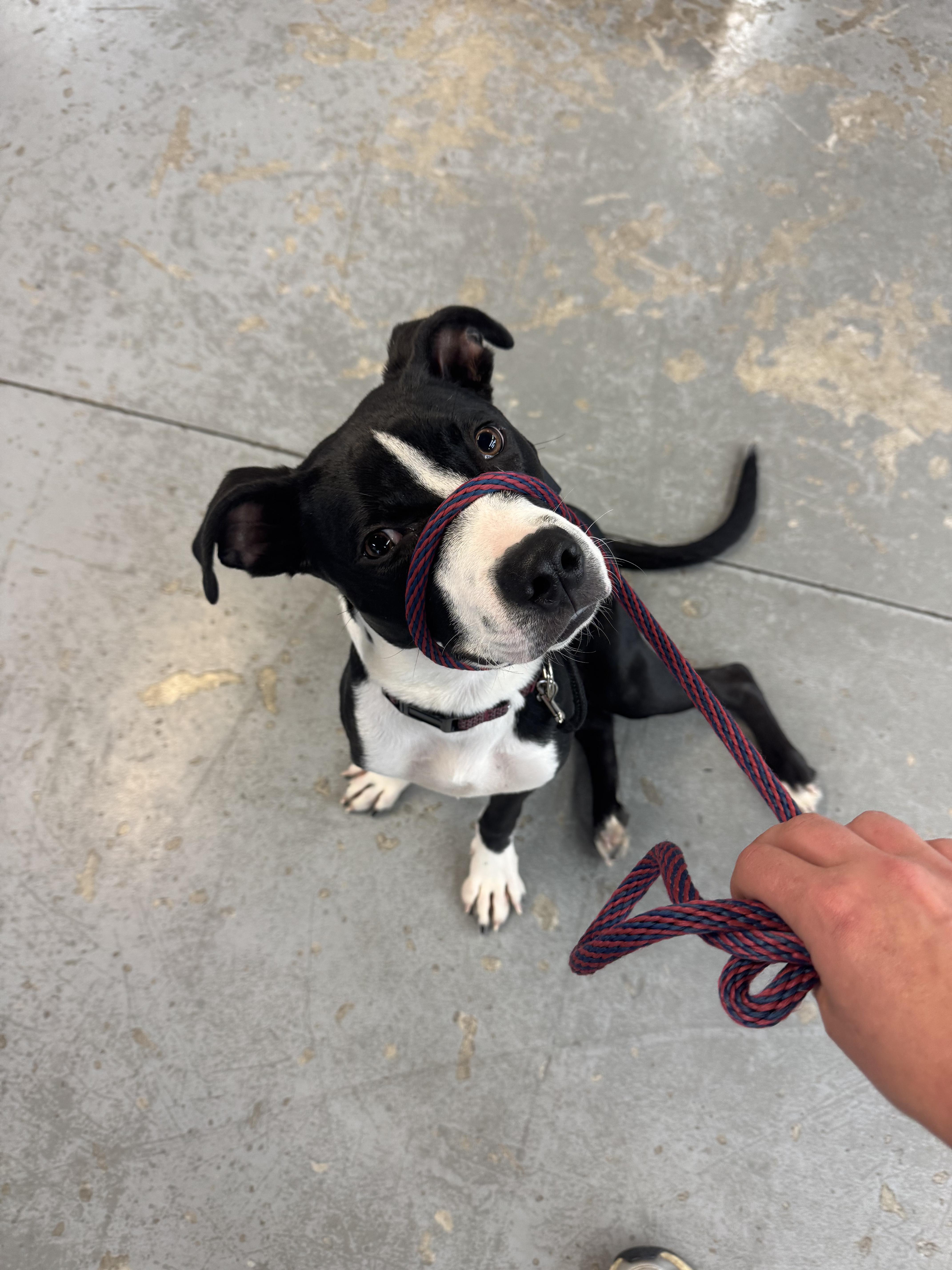 Enlarge Riky, a Adopted mixed breed in Peabody, MA image 2/6