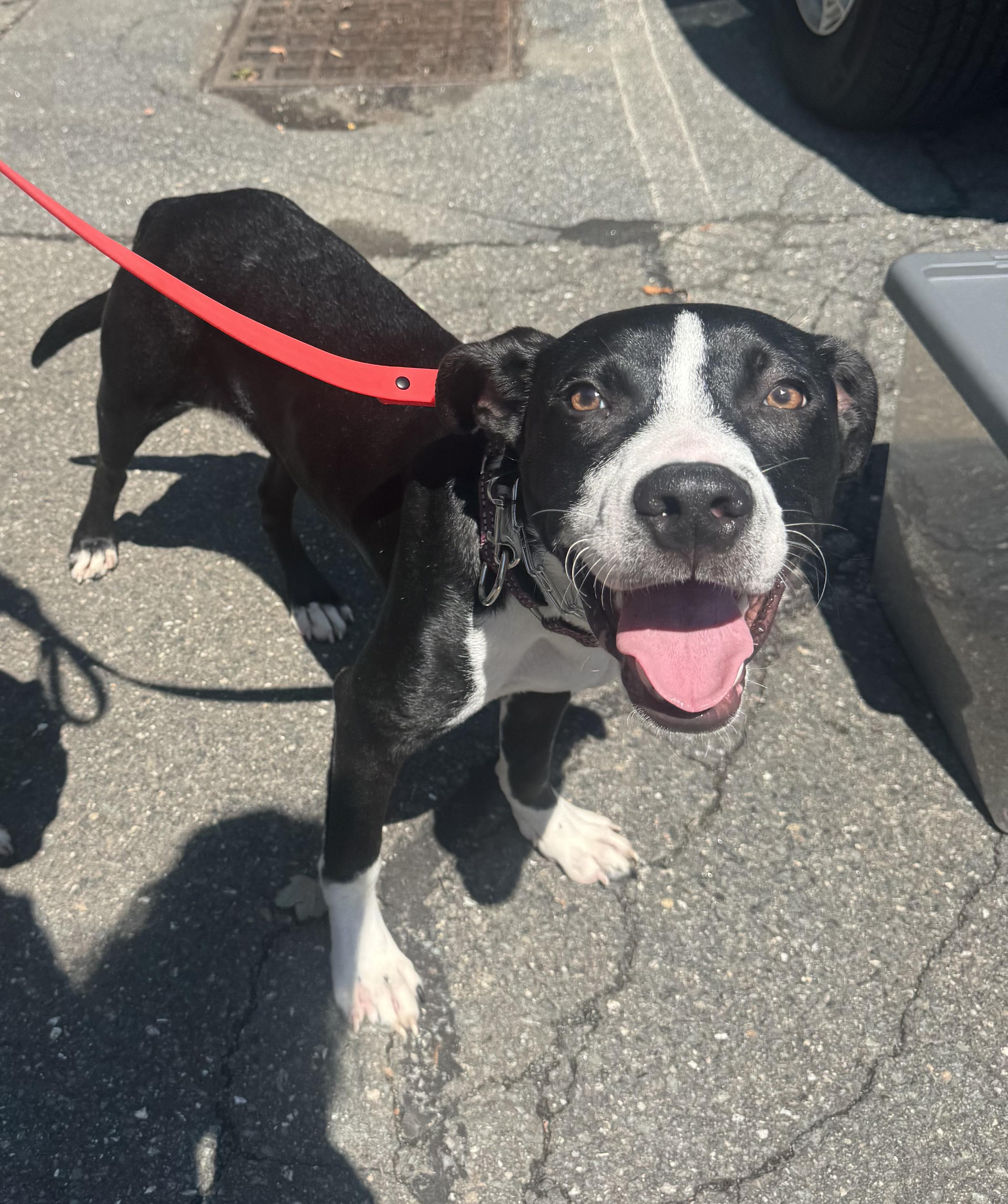 Enlarge Riky, a Adopted mixed breed in Peabody, MA image 3/6