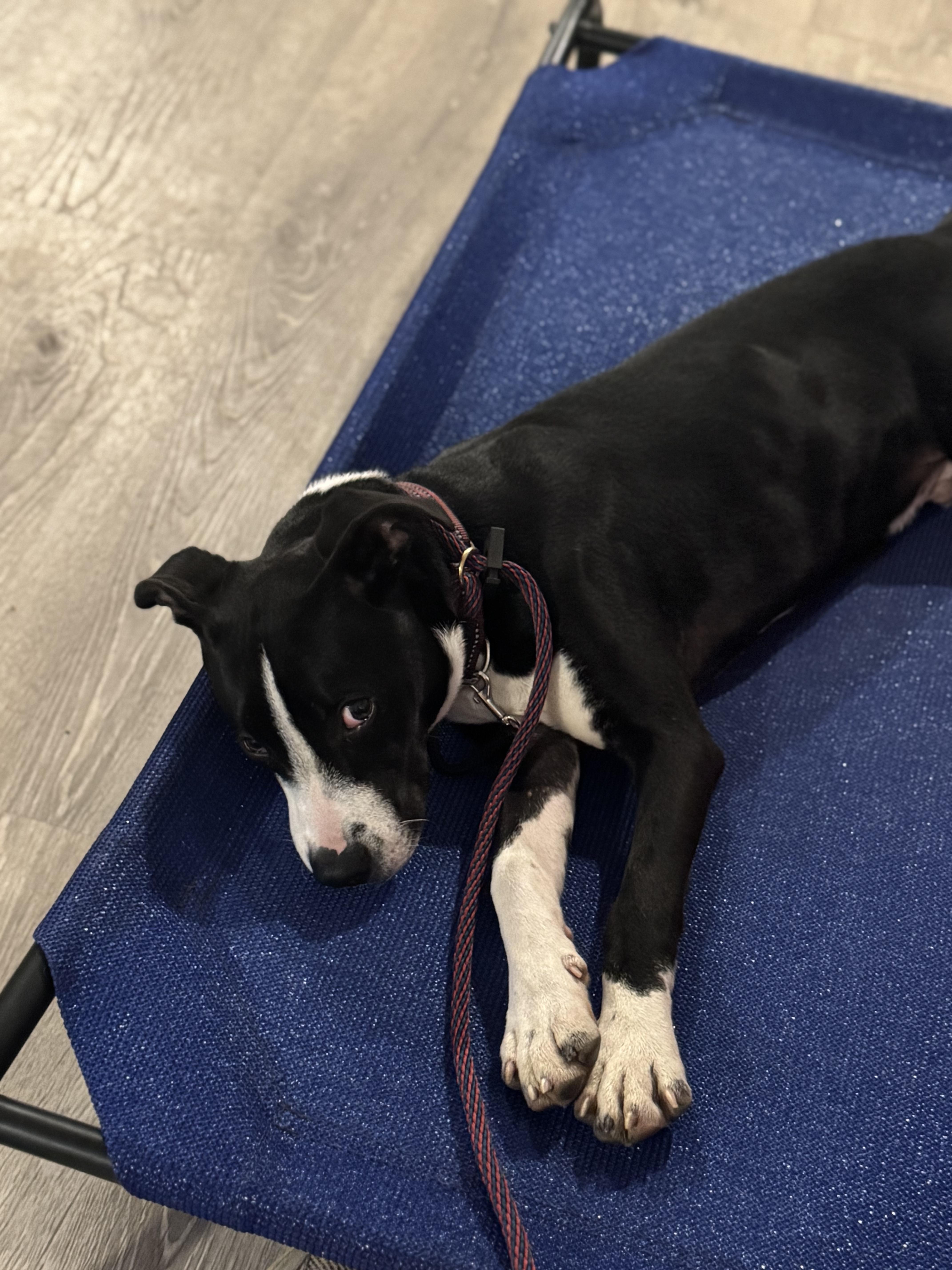 Enlarge Riky, a Adopted mixed breed in Peabody, MA image 6/6